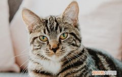 奶猫人工喂养奶量 奶猫喂奶喂多少