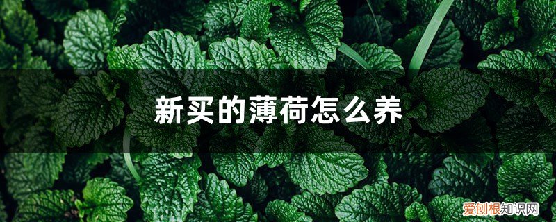 新买的薄荷怎么养护 新买的薄荷怎么养