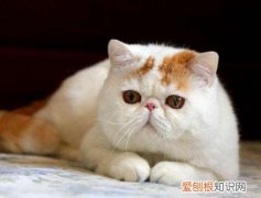 养加菲猫招财吗 养加菲猫