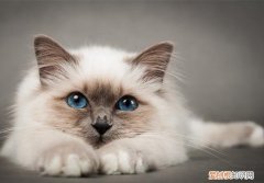 喜马拉雅猫掉毛厉害吗? 喜马拉雅猫掉毛
