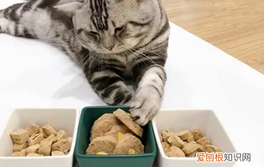 煮鸡胸肉给猫吃要煮多久 鸡胸肉煮多久给猫吃