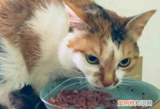 煮鸡胸肉给猫吃要煮多久 鸡胸肉煮多久给猫吃