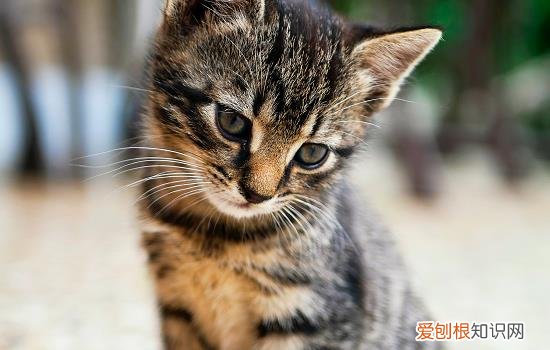 小猫被暴打能记多久 猫被暴打后会忘记吗,猫被暴打后会记住吗,猫被暴打后会记得吗