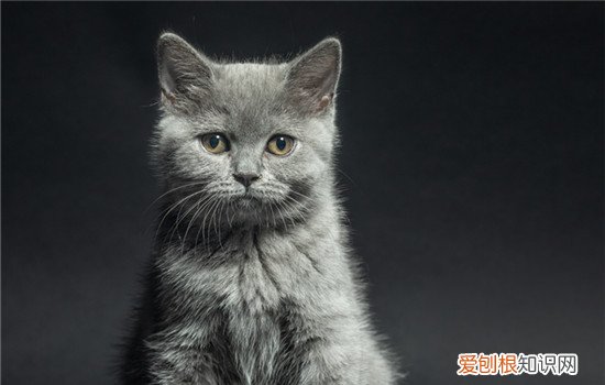 英短蓝猫的毛是蓝色还是灰色 英短蓝猫毛色养好
