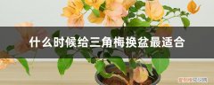 三角梅什么时候换盆好? 什么时候给三角梅换盆最适合，换盆后怎么养护