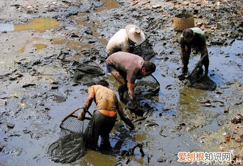 水族箱最忠实的“清洁工”垃圾鱼怎么养，水族箱工具鱼养什么好