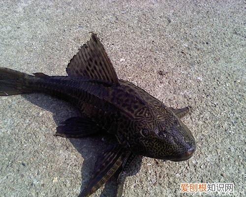 水族箱最忠实的“清洁工”垃圾鱼怎么养，水族箱工具鱼养什么好