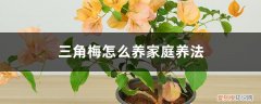 三角梅的养殖方法和注意事项剪枝 三角梅怎么养家庭养法，修剪方法图