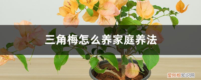 三角梅的养殖方法和注意事项剪枝 三角梅怎么养家庭养法，修剪方法图