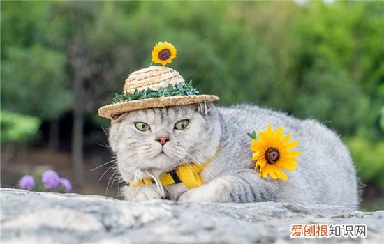 公猫尿一滴滴的 公猫滴尿