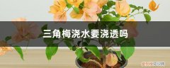 三角梅浇水太多 三角梅浇水要浇透吗，浇水浇多了怎么办