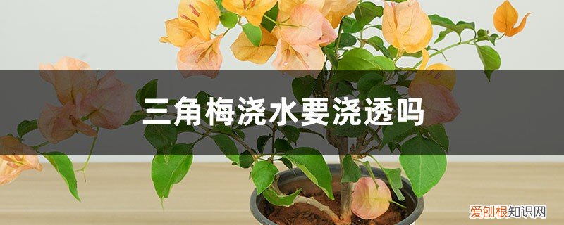 三角梅浇水太多 三角梅浇水要浇透吗，浇水浇多了怎么办