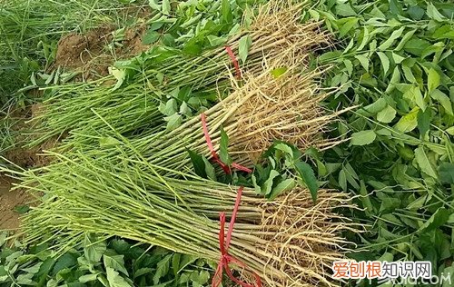 山豆根的作用 山豆根与北豆根区别