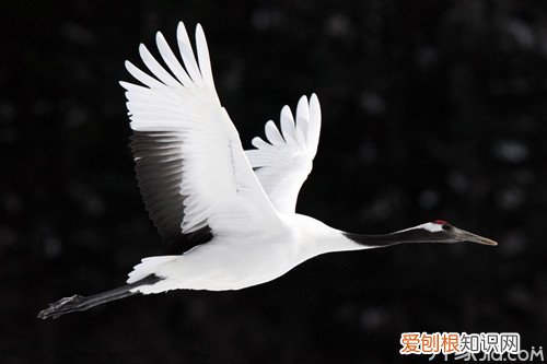 百鸟之王–丹顶鹤的资料与生活现状，丹顶鹤目前的数量