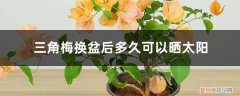 三角梅刚换盆能不能晒太阳 三角梅换盆后多久可以晒太阳，换盆伤根怎么办