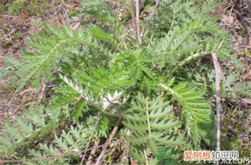 翻白草能降血糖吗 竟有这么大的好处！