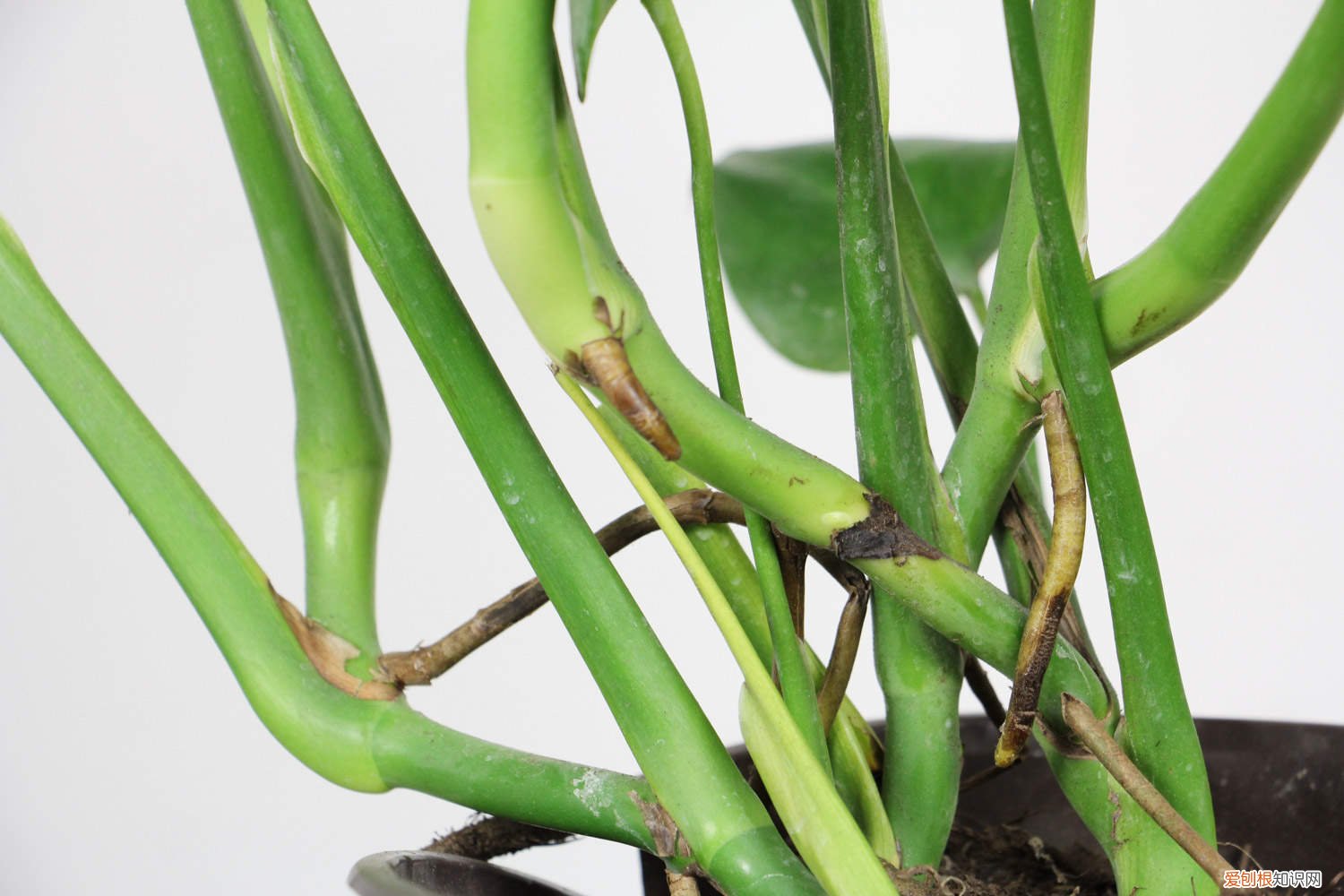 龟背竹用施肥吗 怎么能防止龟背竹徒长，龟背竹可以使用矮壮素吗