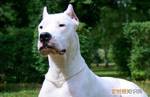 杜高犬剪耳朵后不拆线有事吗 杜高犬剪耳朵
