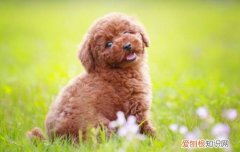 泰迪螃蟹可以吃吗 泰迪能吃螃蟹肉吗