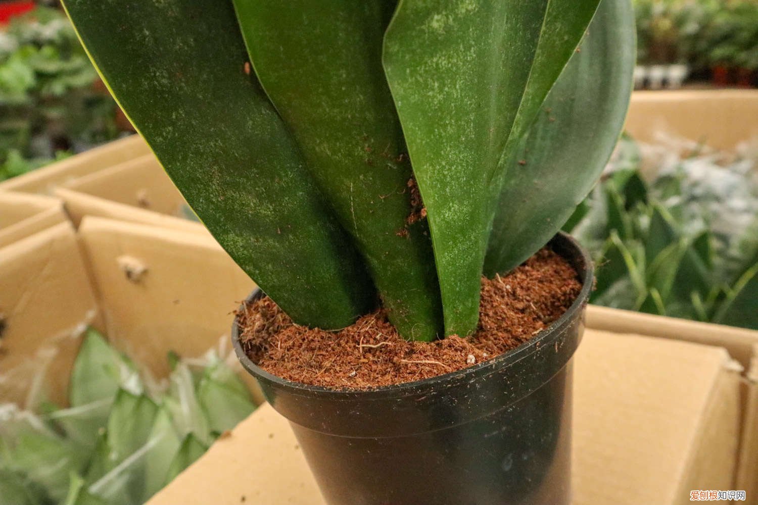 新买虎皮兰怎么上盆 网上买的虎皮兰怎么种，上盆后的注意事项