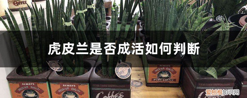 虎皮兰长大了之后是不是应该换盆 虎皮兰是否成活如何判断，换盆后成活几率大吗