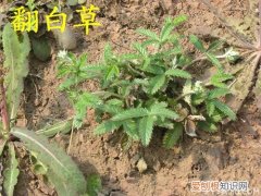 翻白草的功效与作用 翻白草能降血糖吗