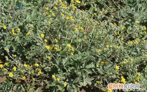 翻白草的功效与作用 翻白草能降血糖吗