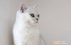 猫老是想吐吐不出来 猫吐不出来