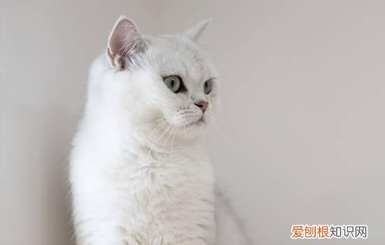 猫老是想吐吐不出来 猫吐不出来