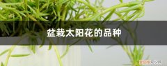 太阳花株距多少合适 盆栽太阳花的品种，盆栽太阳花的株间距是多少