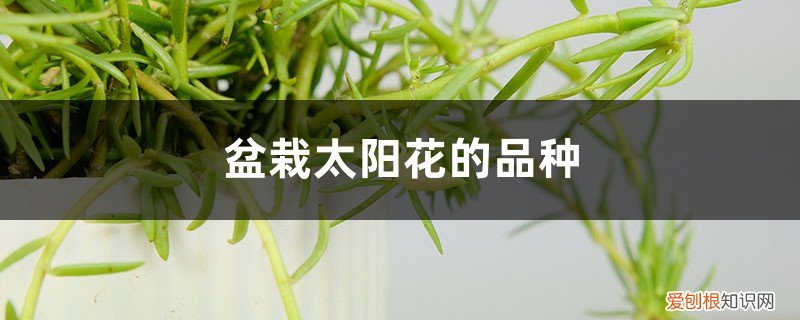 太阳花株距多少合适 盆栽太阳花的品种，盆栽太阳花的株间距是多少