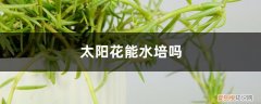 太阳花扦插水培方法 太阳花能水培吗，太阳花能扦插吗