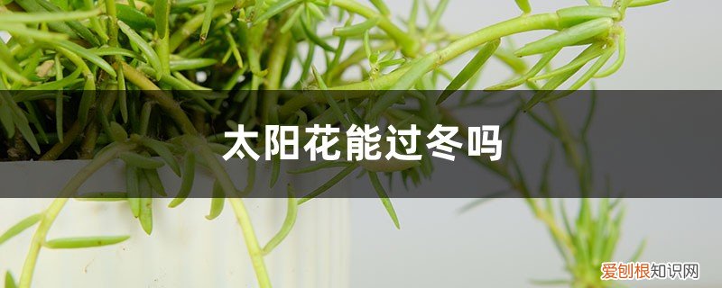 太阳花冬天能活吗 太阳花能过冬吗，太阳花能活多久
