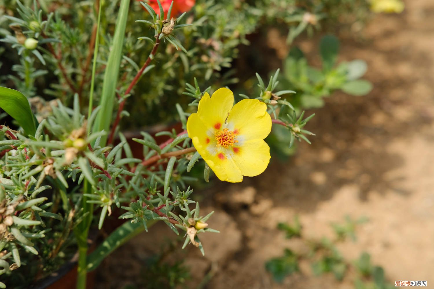 太阳花花开后需要修剪吗 太阳花怎么修剪，太阳花修剪以后还能开花吗