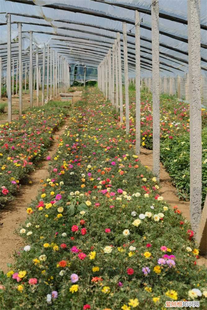 太阳花适合什么时候种植 太阳花怎么种植方法，种植季节