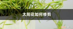 太阳花如何修剪花枝 太阳花如何修剪，修剪方法图解