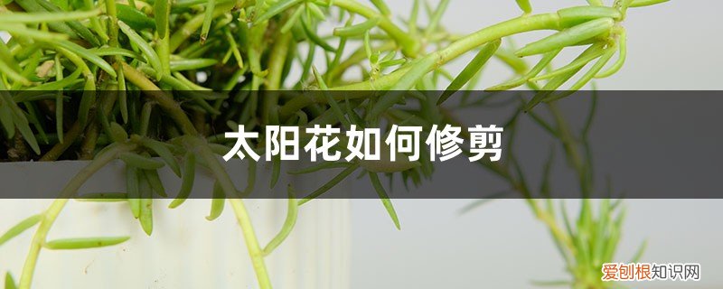太阳花如何修剪花枝 太阳花如何修剪，修剪方法图解