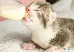 小猫能喝羊奶不 猫能喝羊奶吗,小奶猫能喝羊奶吗,猫喝羊奶会有什么影响