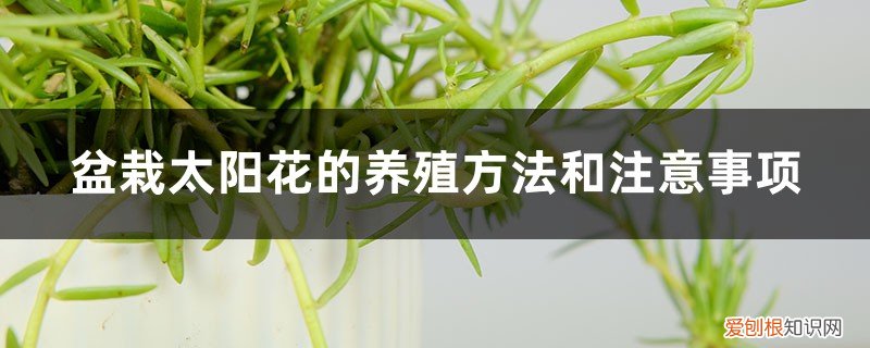 太阳花的养殖方法和注意事项 盆栽 盆栽太阳花的养殖方法和注意事项，用多大的花盆