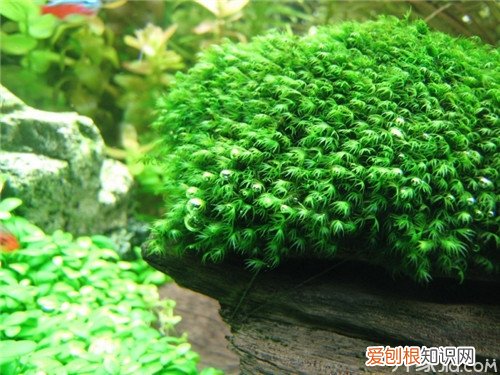 水草造景与栽培 一学就会不看后悔