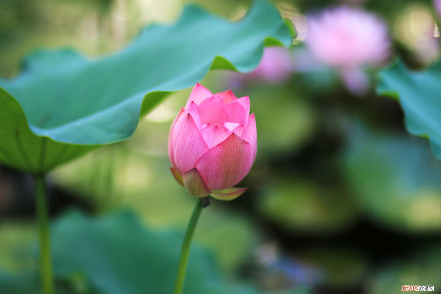 怎样种莲子花 莲花能用莲子种出来吗，如何用莲子种莲花