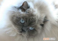 纯种喜马拉雅猫价格是多少 喜马拉雅猫的价格