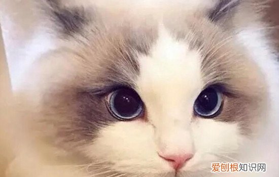 纯种布偶猫多少钱一只 便宜的都要八千到一万元