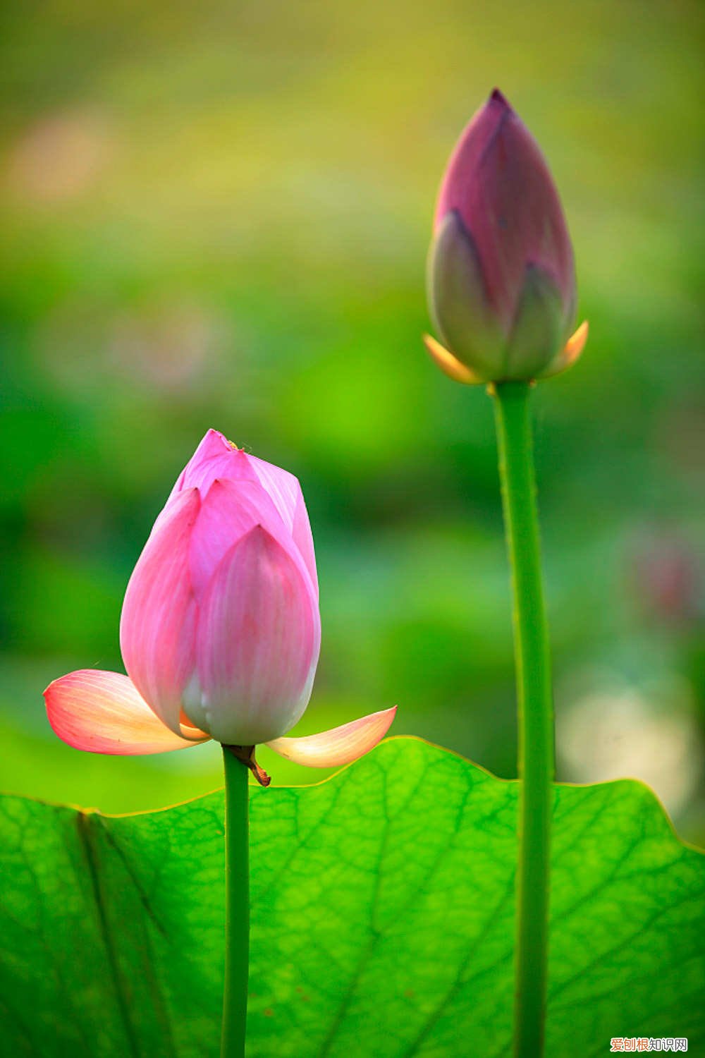 莲花需要修剪吗,莲花如何修剪视频 莲花需要修剪吗，莲花如何修剪