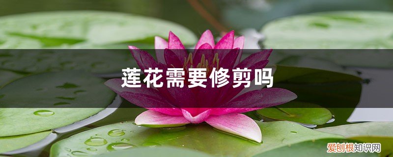 莲花需要修剪吗,莲花如何修剪视频 莲花需要修剪吗，莲花如何修剪