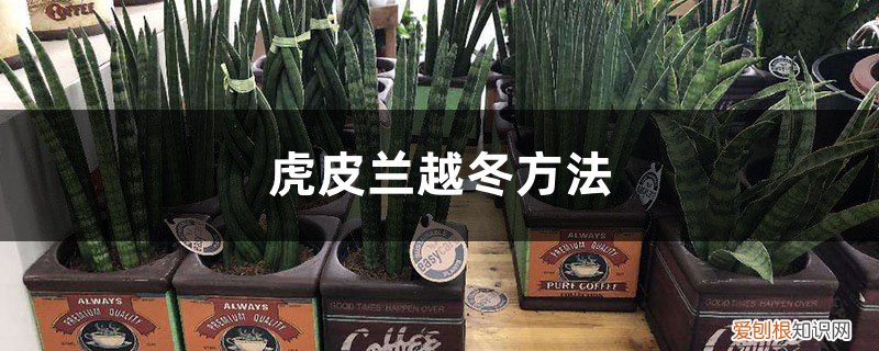 冬天虎皮兰会冻死吗 虎皮兰越冬方法，虎皮兰冬季会被冻死吗