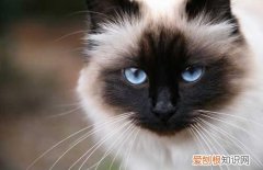 暹罗猫价格多少钱一只 暹罗猫的市场价格