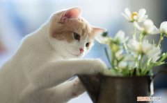 茉莉花对猫有毒吗 茉莉对猫有害吗