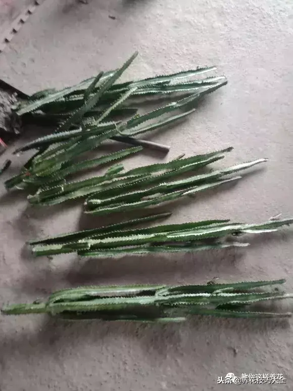 垃圾桶能带回家吗，垃圾桶捡到一盆花，1个小技巧，1个月生根，花开满盆！