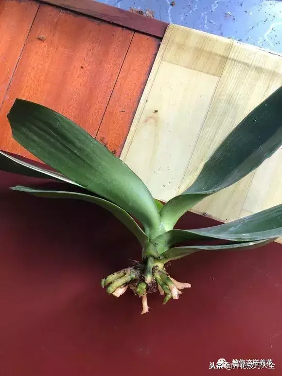 垃圾桶能带回家吗，垃圾桶捡到一盆花，1个小技巧，1个月生根，花开满盆！